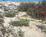 Helianthemum canariense. Цветущее растение в сообществе с Reichardia tingitana и Polycarpea nivea. Испания, автономное сообщество Канарские острова, остров Фуэртевентура, провинция Лас Пальмас, муниципалитет Ла Олива, северные окр. пос. Эль Котильо, восточнее пояса дюн. 13.03.2016.