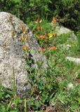 Hypericum linarioides. Цветущие растения. Кабардино-Балкария, Эльбрусский р-н, долина р. Ирик, ок. 2200 м н.у.м. 13.07.2016.