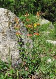 Hypericum linarioides