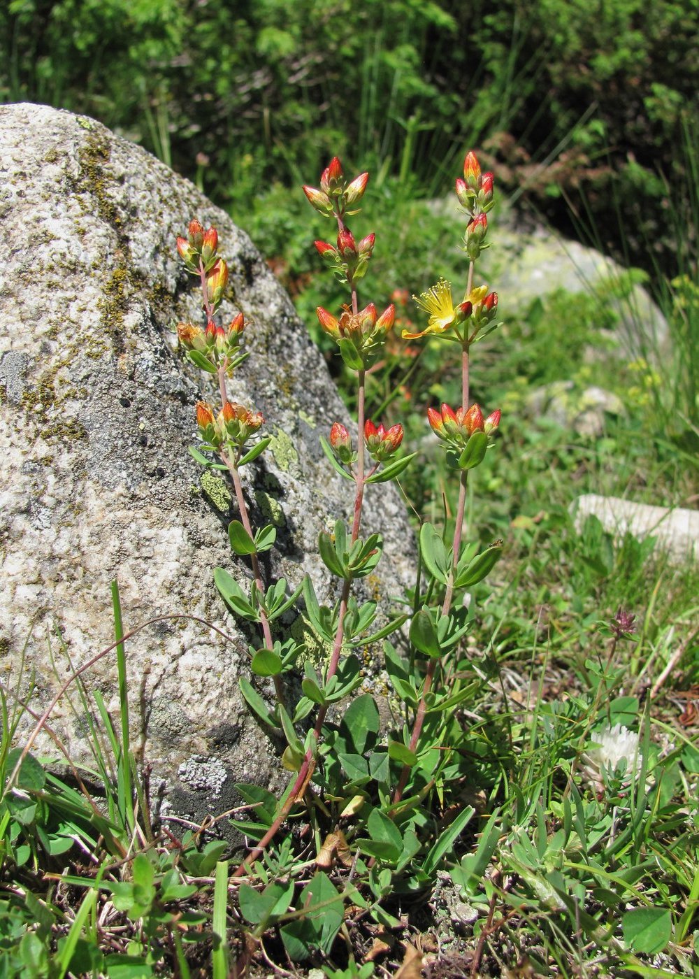 Image of Hypericum linarioides specimen.