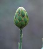 Centaurea salonitana. Нераскрывшаяся корзинка. Крым, Бахчисарайский р-н, на юго-запад от с. Красный Мак, пещерный г. Эски-Кермен. 14 августа 2007 г.