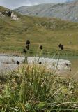 Carex melanocephala
