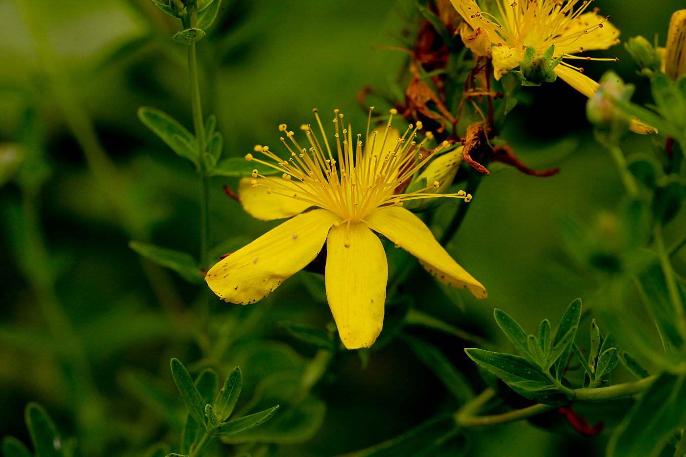 Изображение особи Hypericum perforatum.