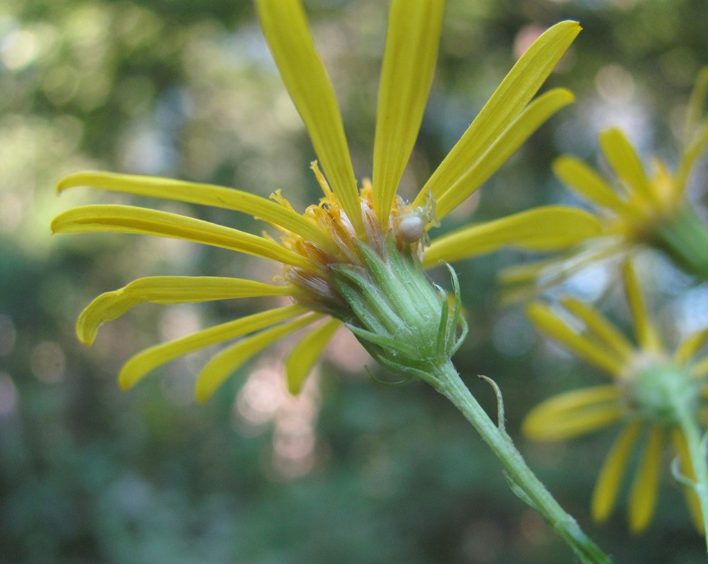 Изображение особи Senecio grandidentatus.