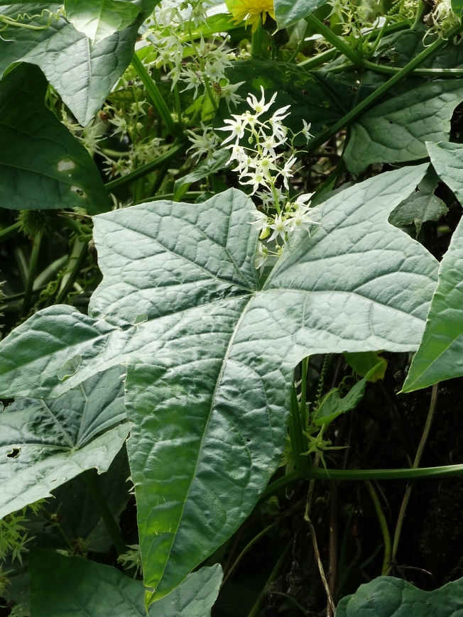 Изображение особи Echinocystis lobata.