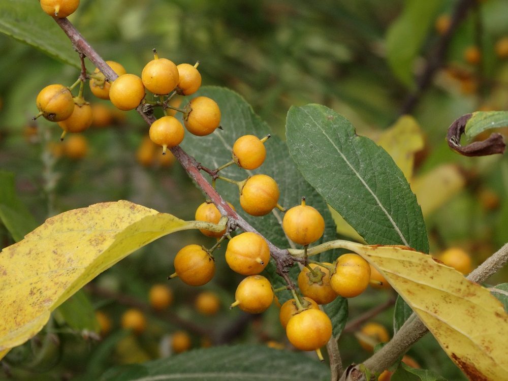 Изображение особи Celastrus orbiculata.