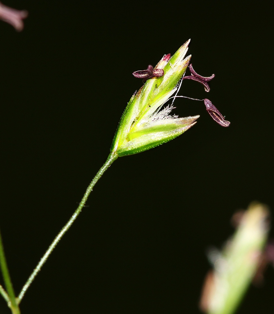 Image of Poa skvortzovii specimen.