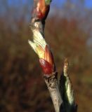 × Crataegosorbus miczurinii. Распускающаяся почка. Москва, Кусково, аллея парка, в культуре. 24.04.2015.