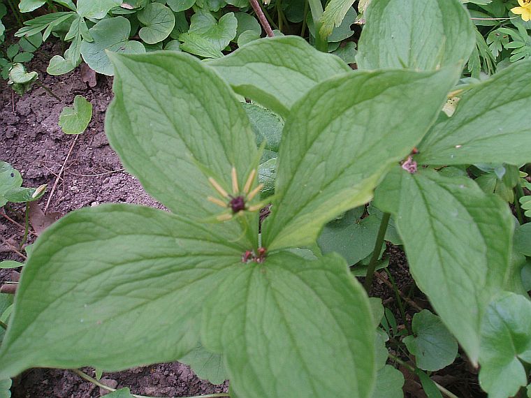 Изображение особи Paris quadrifolia.