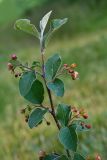Cotoneaster melanocarpus. Верхушка цветущего растения. Республика Алтай, Шебалинский р-н, окр. с. Камлак, правый борт долины р. Сема, сосновый лес. 28.05.2016.
