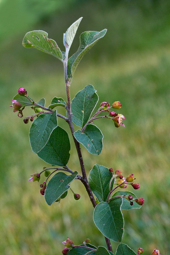 Изображение особи Cotoneaster melanocarpus.