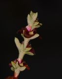 Image of taxon representative. Author is Татьяна Мальчинская