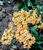 Kalanchoe blossfeldiana