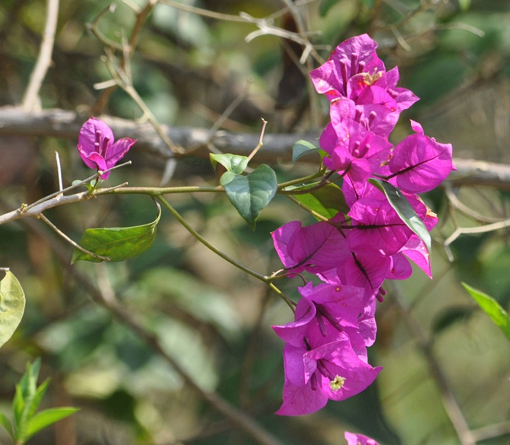 Изображение особи Bougainvillea spectabilis.