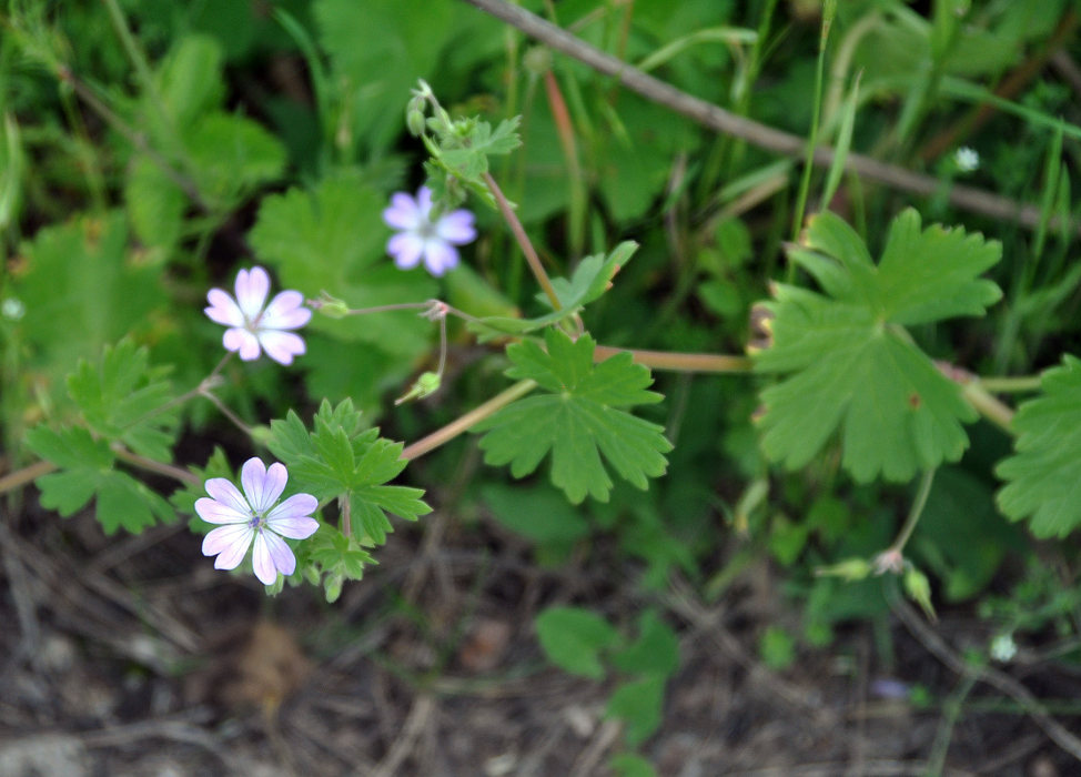 Изображение особи Geranium pyrenaicum.