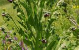 Cynoglossum officinale. Средняя часть цветущего растения. Восточный Казахстан, Кокпектинский р-н, 25 км в горы от с. Пантелеймоновка, 1000 м н.у.м., сопка. 13.06.2016.