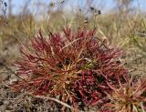 Chamaerhodos trifida