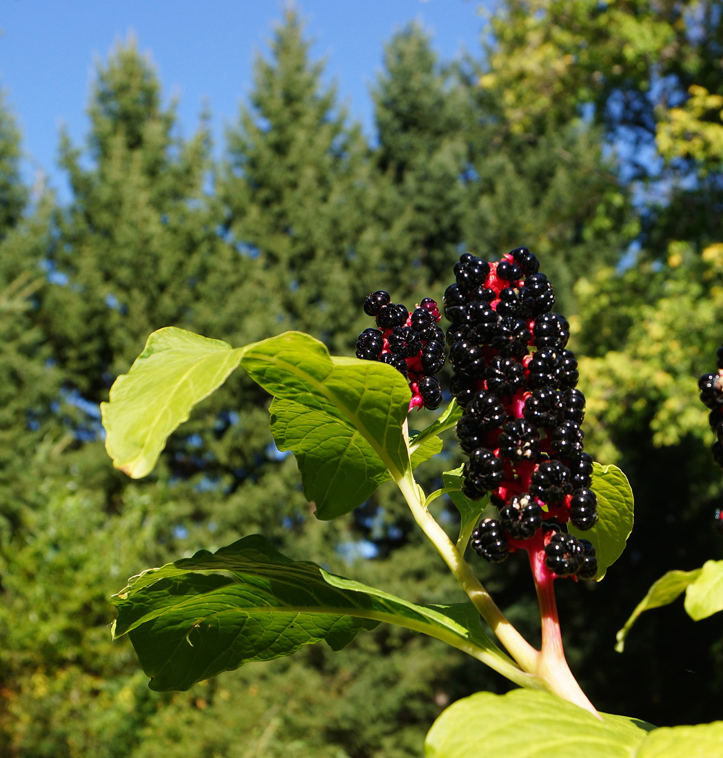 Изображение особи Phytolacca acinosa.