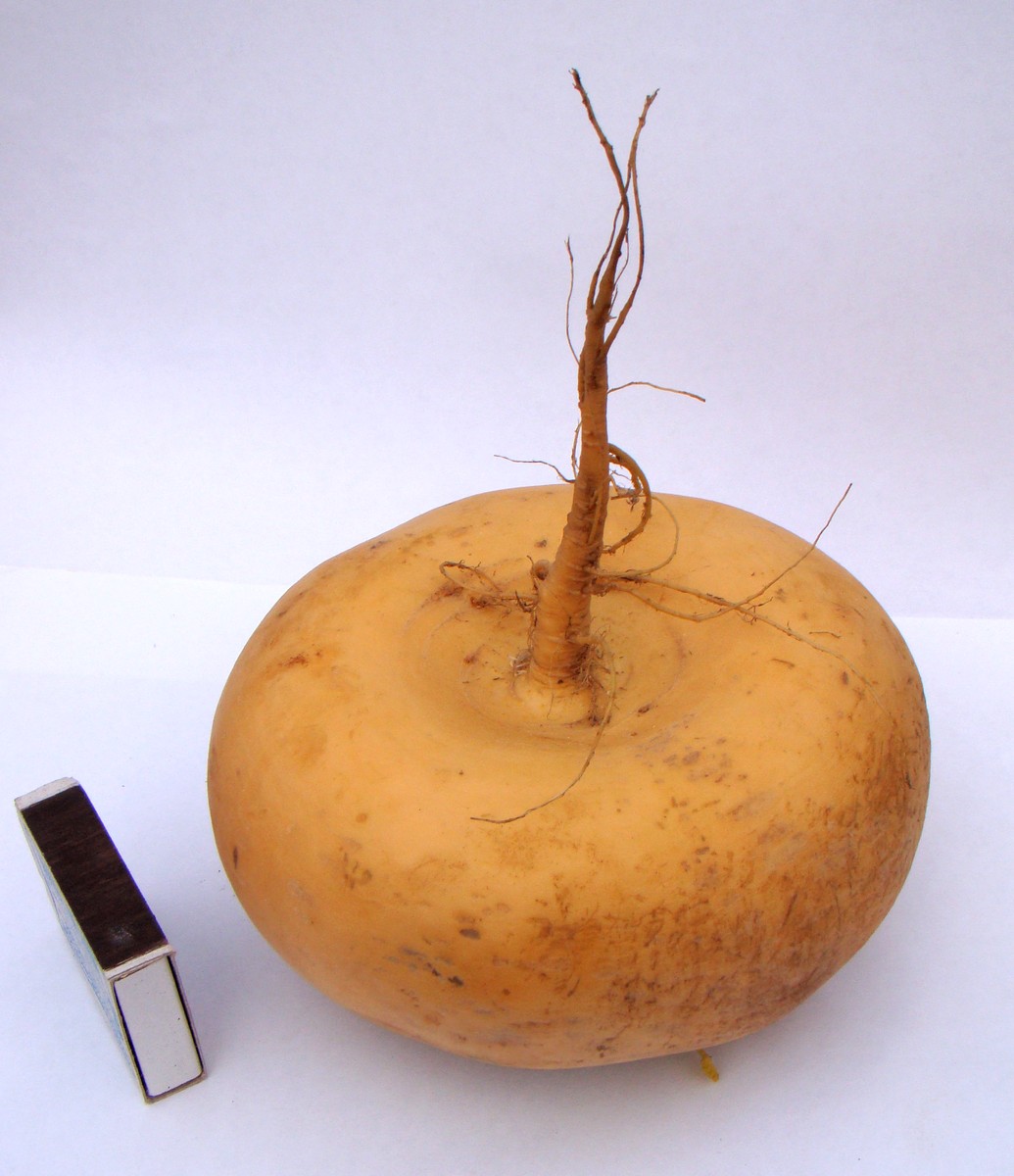 Image of Brassica rapa specimen.