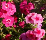 Phlox drummondii