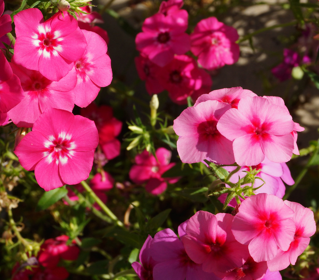 Изображение особи Phlox drummondii.