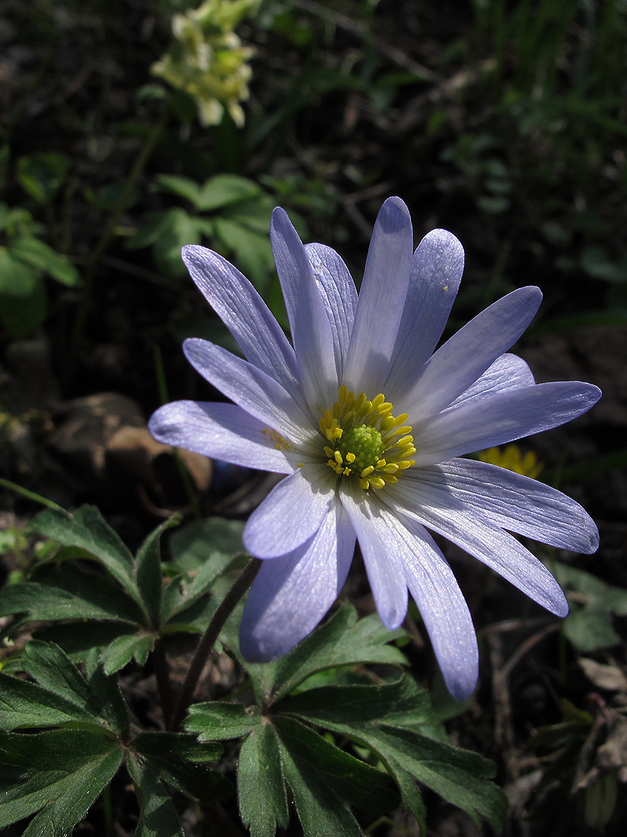 Image of Anemone caucasica specimen.