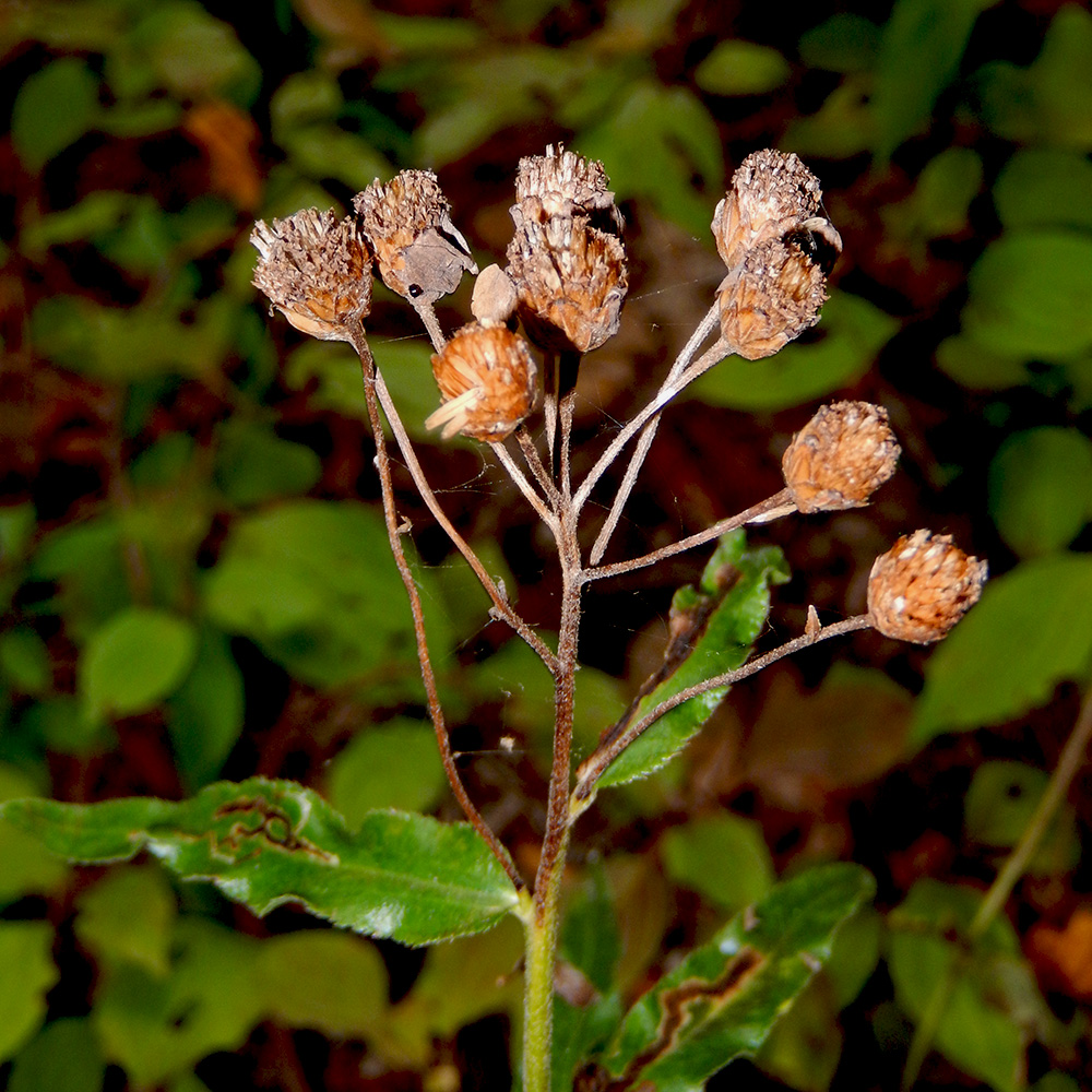 Изображение особи Achillea biserrata.