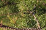 Pinus sylvestris