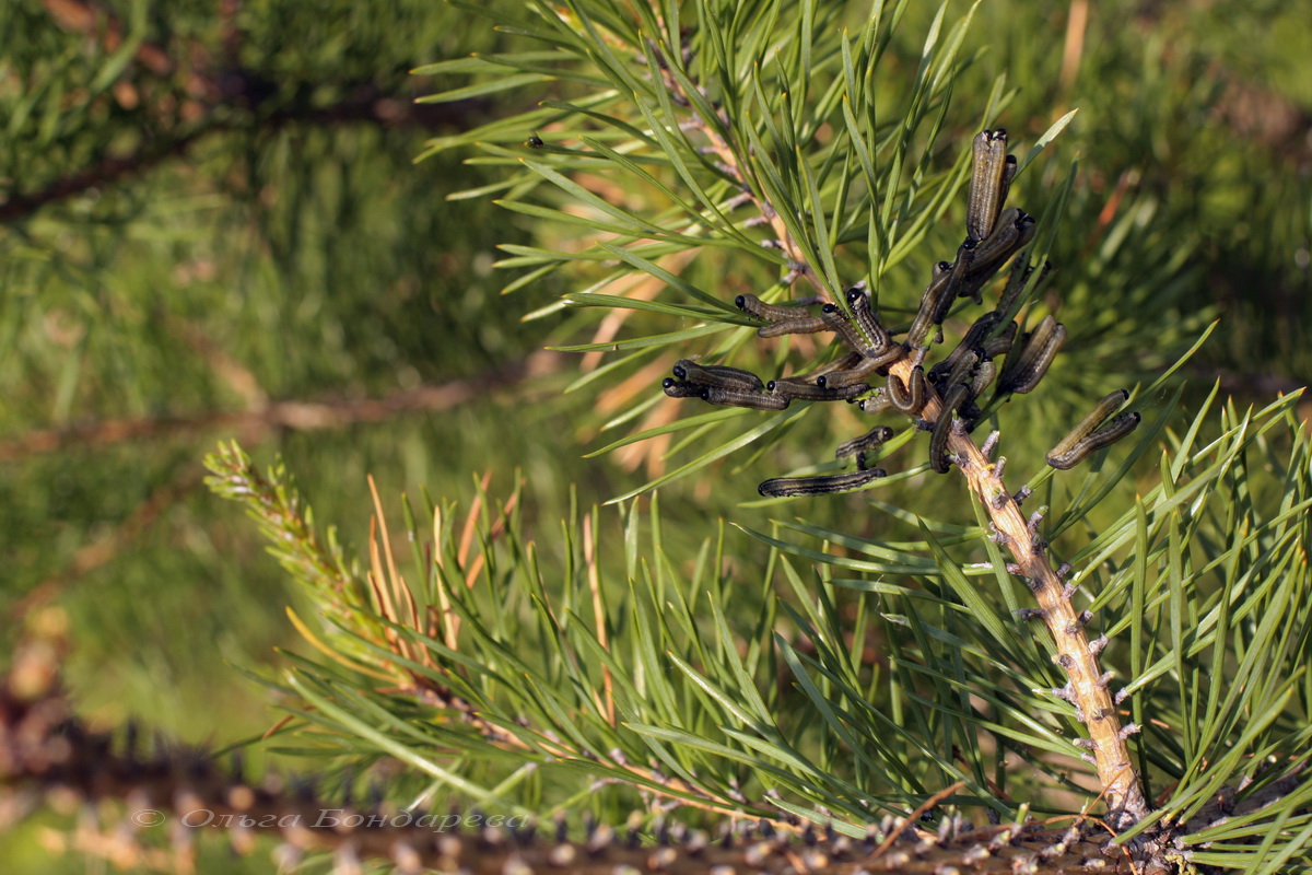 Сосна род хвойных. Pinus Sylvestris. Сосна Бревифолия. Сосновые (семейство). Сосновые (порядок).