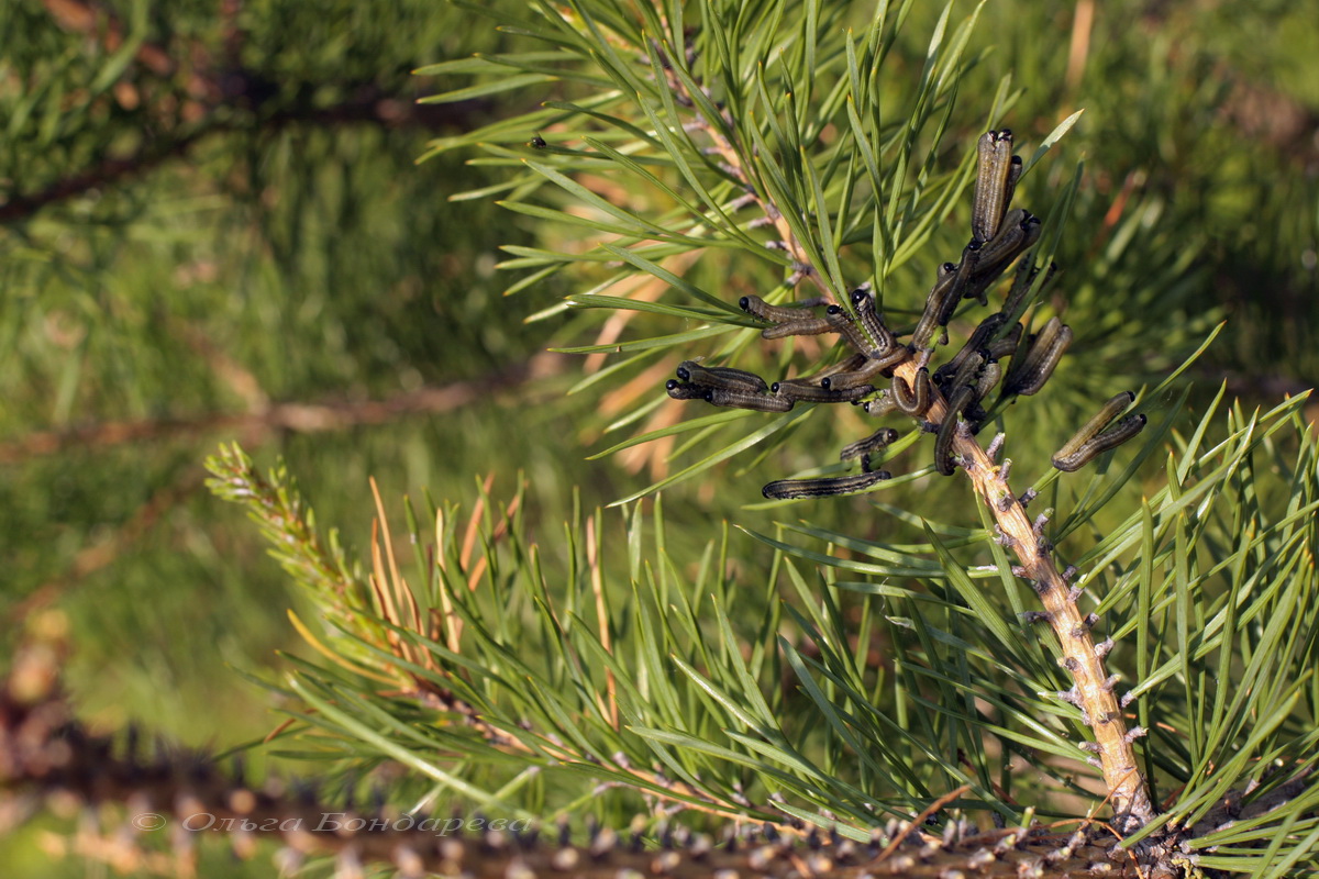 Изображение особи Pinus sylvestris.