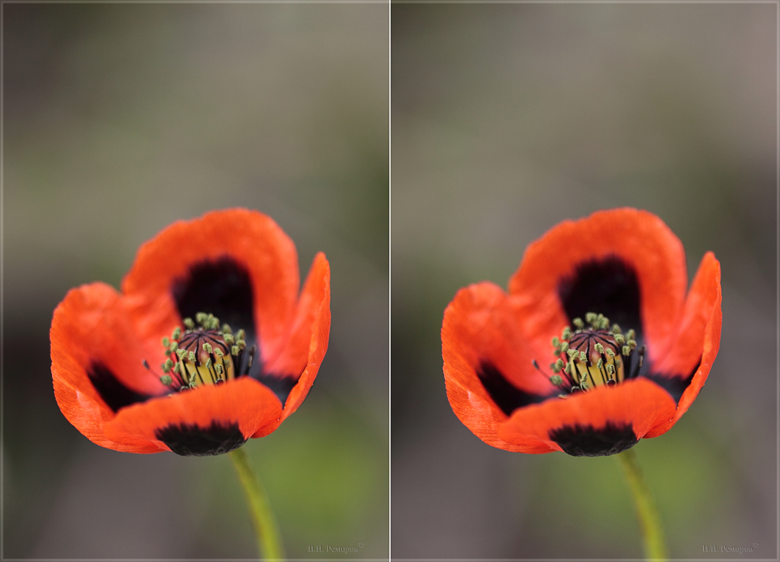 Image of Papaver stevenianum specimen.