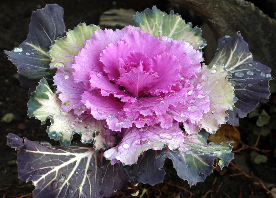 Изображение особи Brassica oleracea var. viridis.