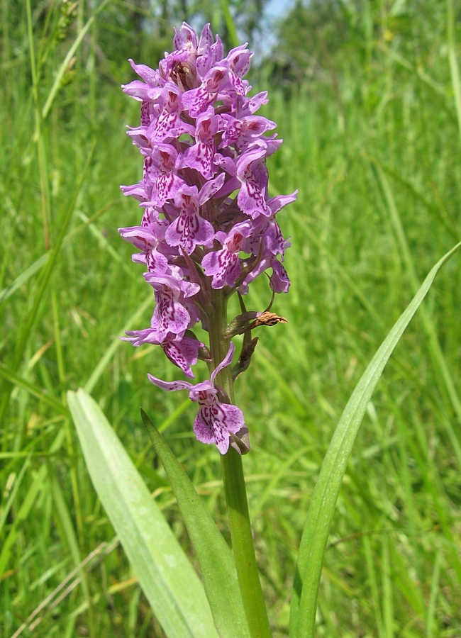 Изображение особи Dactylorhiza sibirica.