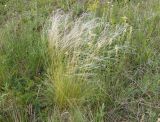 genus Stipa. Плодоносящее растение. Украина, Запорожская обл., Розовский р-н, буферная зона заповедника Каменные могилы, степь. 08.06.2016.