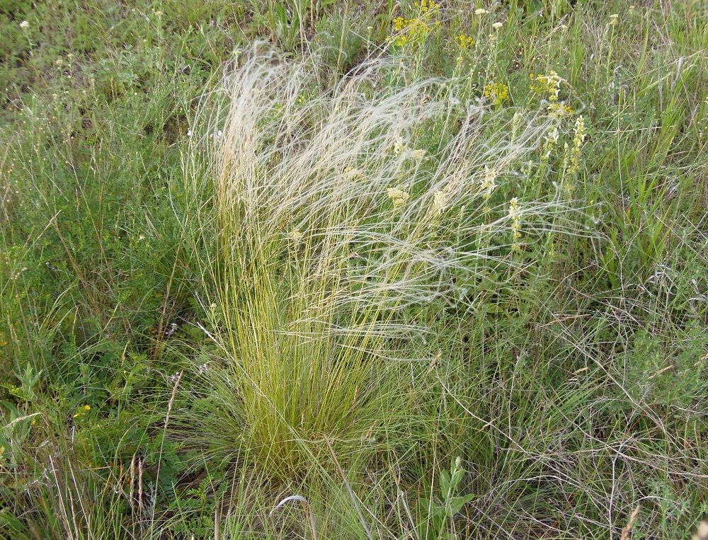 Image of genus Stipa specimen.