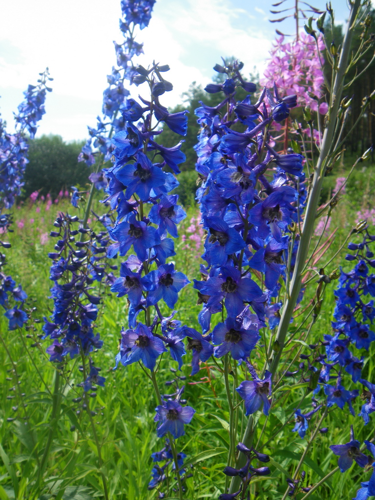 Изображение особи Delphinium elatum.