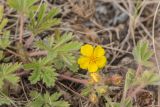 Potentilla humifusa. Побеги с цветками. Ростовская обл., Куйбышевский р-н, окр. с. Лысогорка, вершина склона правого коренного берега р. Тузлов. 08.04.2017.