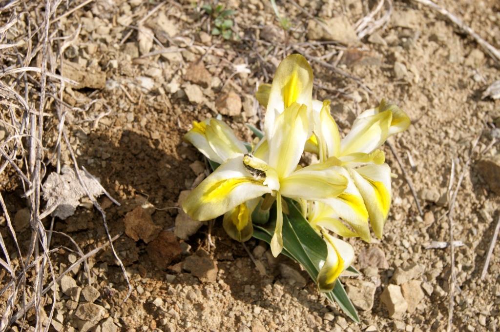 Image of Juno caucasica specimen.