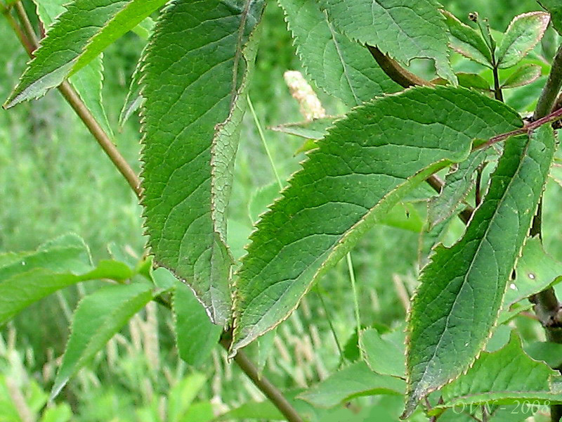 Image of Sambucus sibirica specimen.