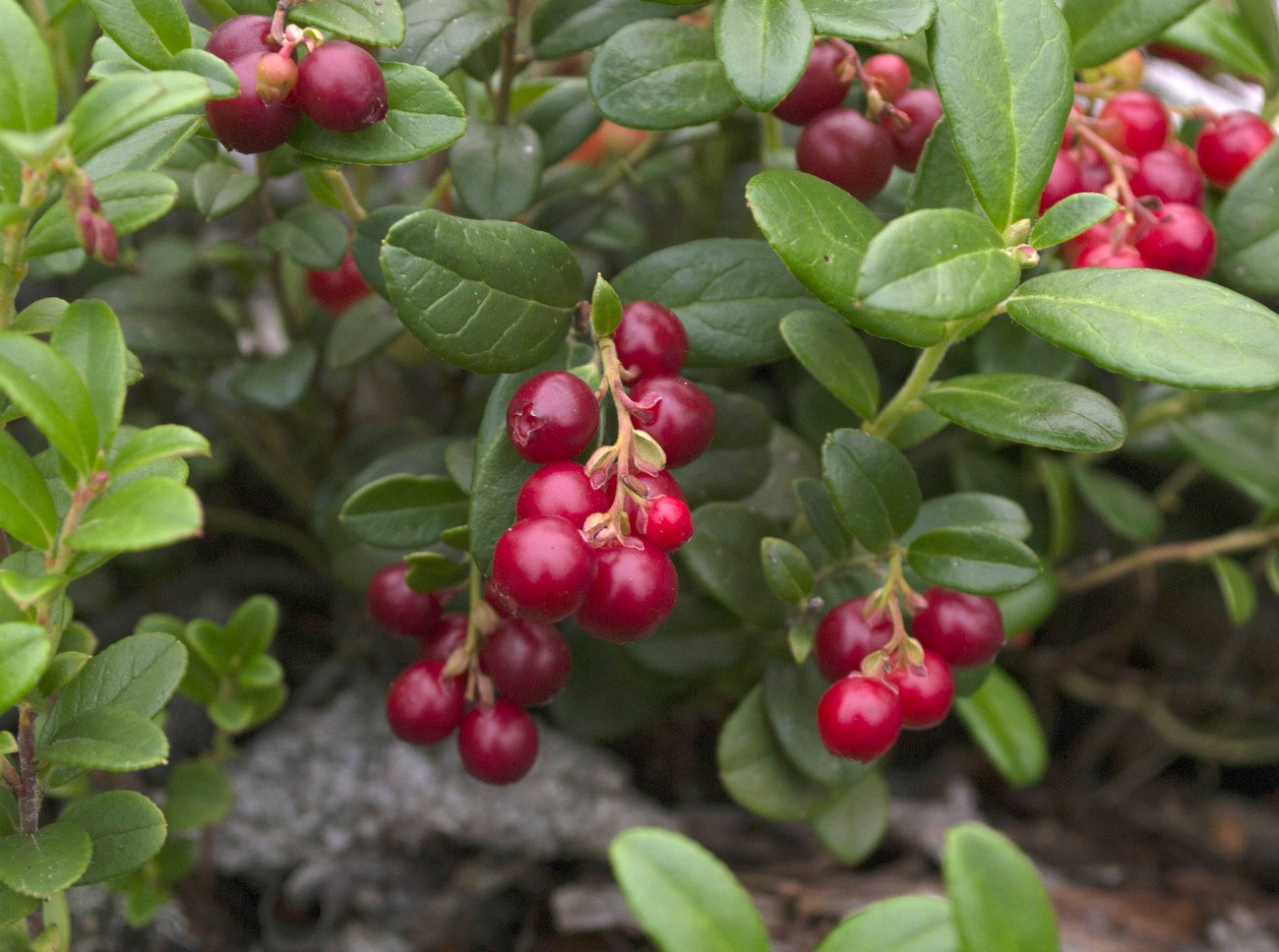 Image of Vaccinium vitis-idaea specimen.