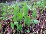 Bupleurum longifolium подвид aureum