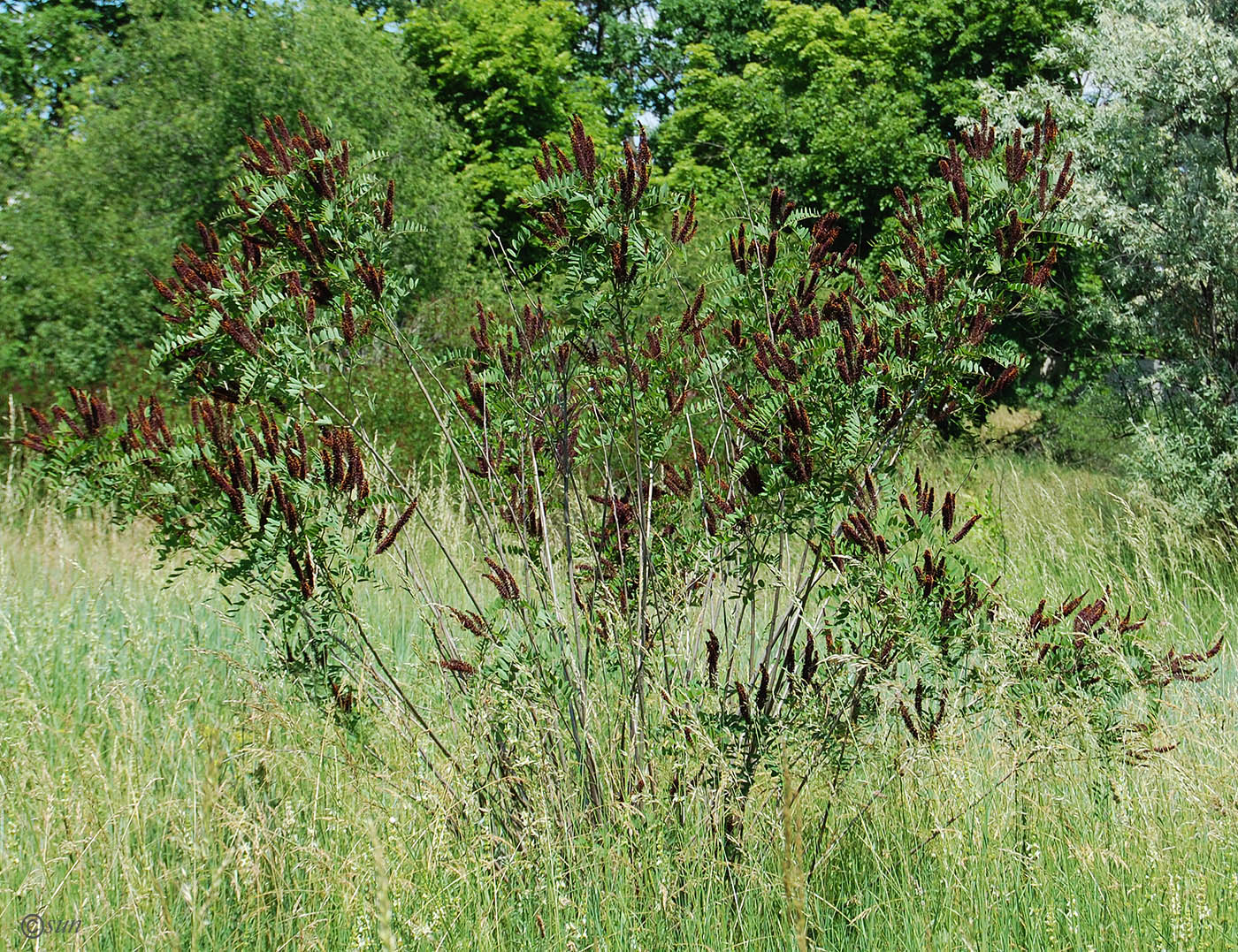 Изображение особи Amorpha fruticosa.