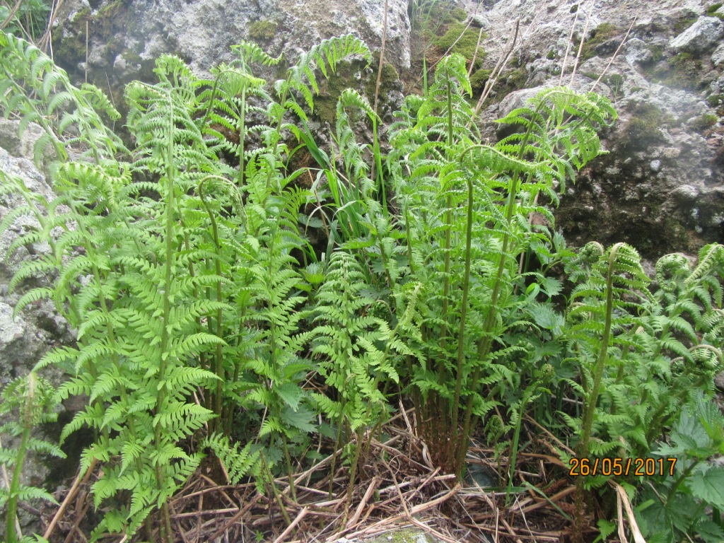 Image of Dryopteris filix-mas specimen.