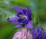 Aquilegia vulgaris