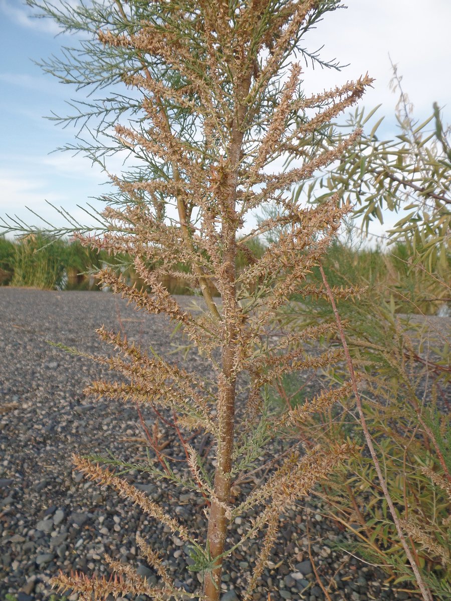 Image of genus Tamarix specimen.