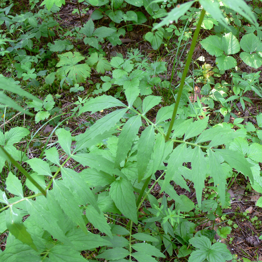 Изображение особи Valeriana wolgensis.