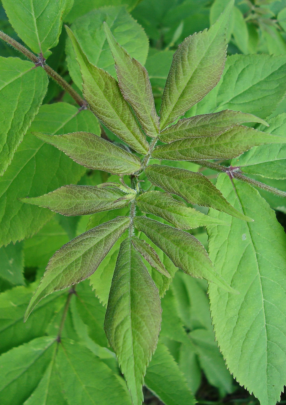 Image of Sambucus racemosa specimen.