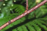 Actinidia polygama