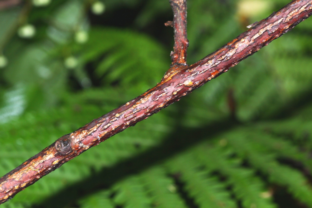 Image of Actinidia polygama specimen.