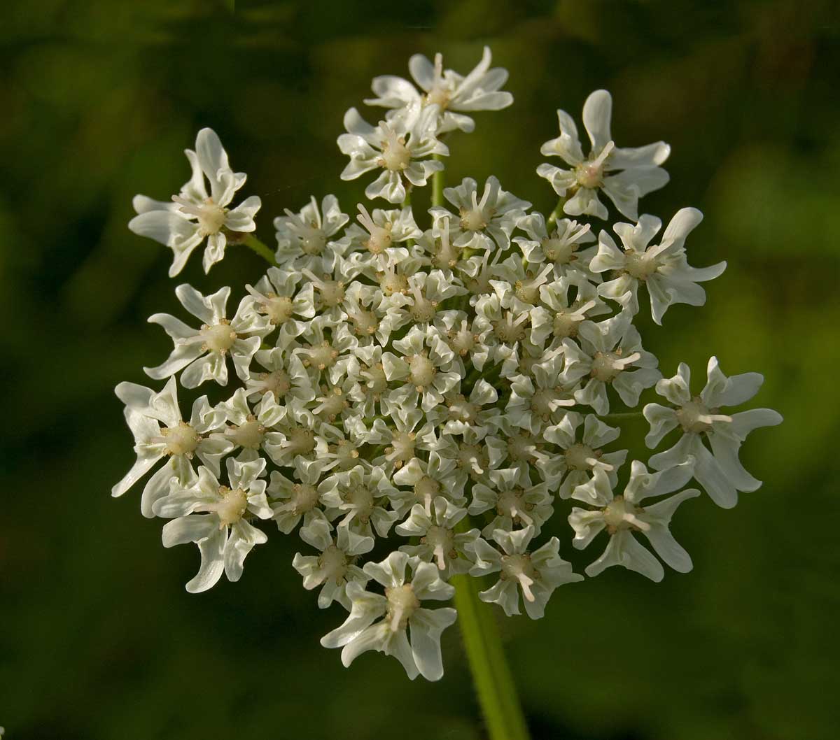 Image of Heracleum sosnowskyi specimen.